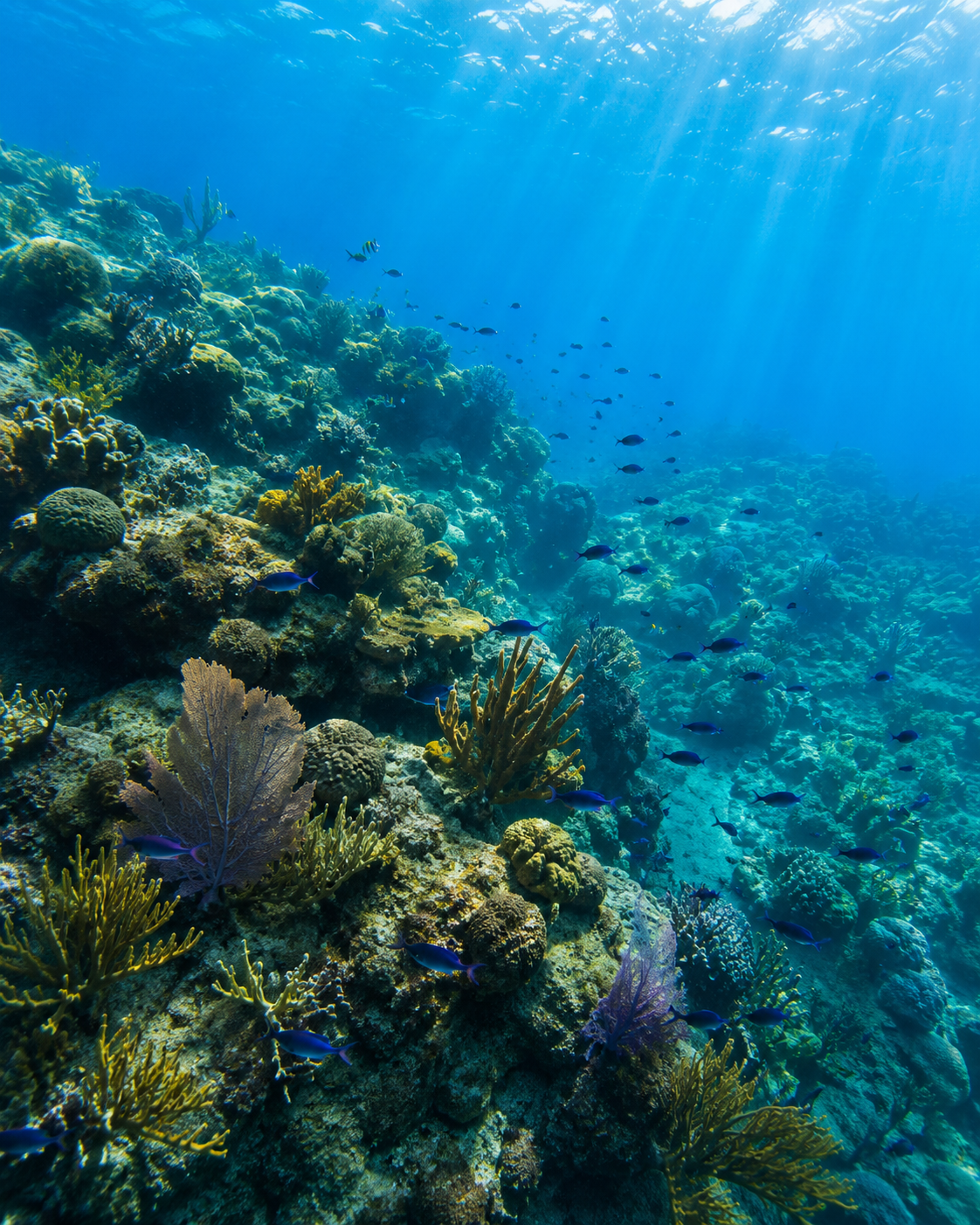 Coral reef and blue water